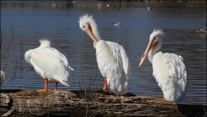 ภาพหน้าจอของ Video Touch - Wild Birds