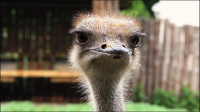 ภาพหน้าจอของ Video Touch - Wild Birds