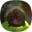 Bats Sounds