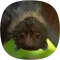 Bats Sounds