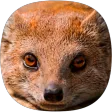 Mongoose Sounds Mongoose Sounds