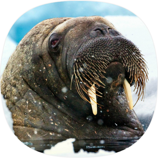 Walrus Sounds