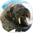 Walrus Sounds