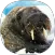 Walrus Sounds