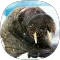 Walrus Sounds