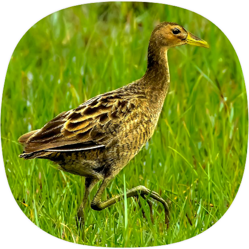 Watercock Sounds