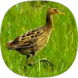 Watercock Sounds