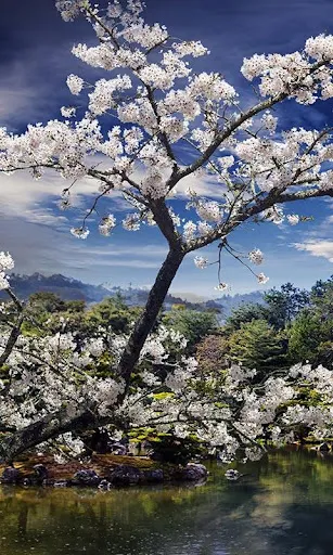Spring Live Wallpaper स्क्रीनशॉट