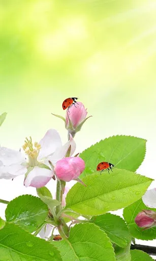 Spring Live Wallpaper स्क्रीनशॉट