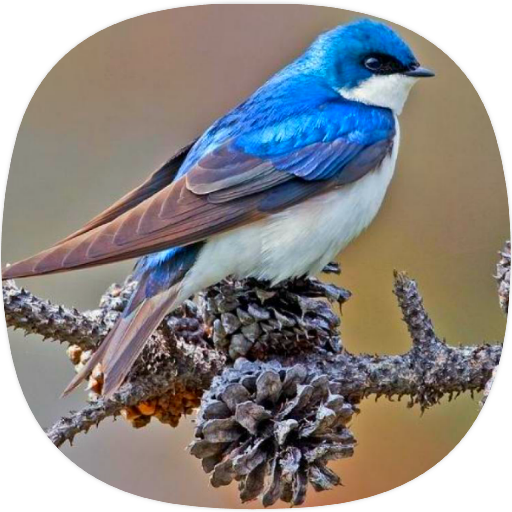 Swallow Sounds