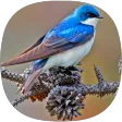 Swallow Sounds