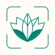 Plant Identification Diagnosis