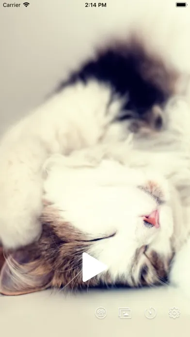 ภาพหน้าจอของ 猫ゴロゴロ - Purring BGM