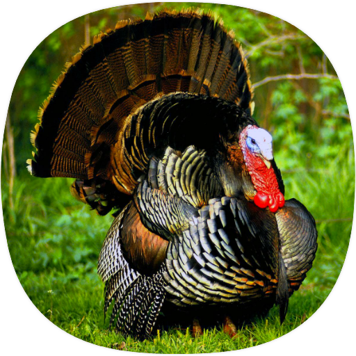 Turkey Ringtones
