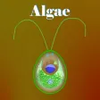 Learn Algae
