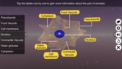 Binary fission in Amoeba スクリーンショット