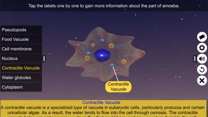 Binary fission in Amoeba スクリーンショット
