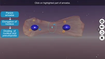 Binary fission in Amoeba スクリーンショット