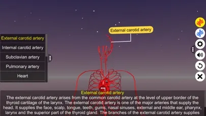 تصاویر Circulatory system