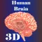 Human Brain