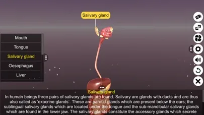 Screenshot di 3D Human Digestive System
