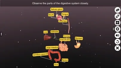 Screenshot di 3D Human Digestive System