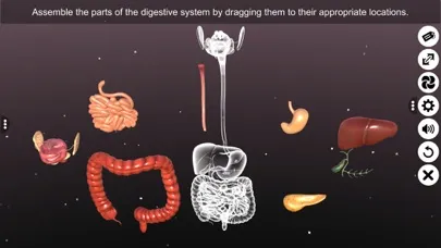 Screenshot di 3D Human Digestive System
