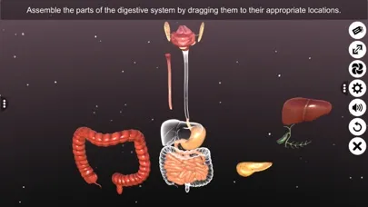 Screenshot di 3D Human Digestive System