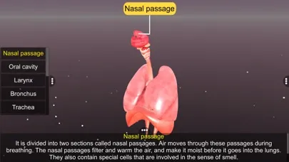 Human Respiratory System स्क्रीनशॉट