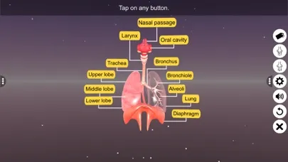 Human Respiratory System स्क्रीनशॉट