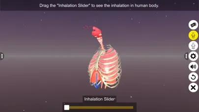 Human Respiratory System स्क्रीनशॉट