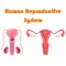 Human Reproductive System