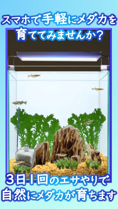 Medaka Aquarium Breeder স্ক্রিনশট