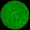 Microscope Virtual Cells Sim