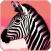 Zebra Wallpapers