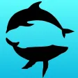 Mega Fauna Mega Fauna