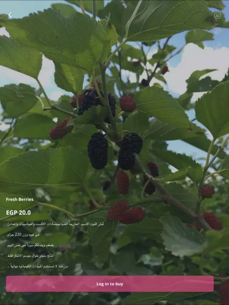 Скриншоты Isis Berry iPad 
