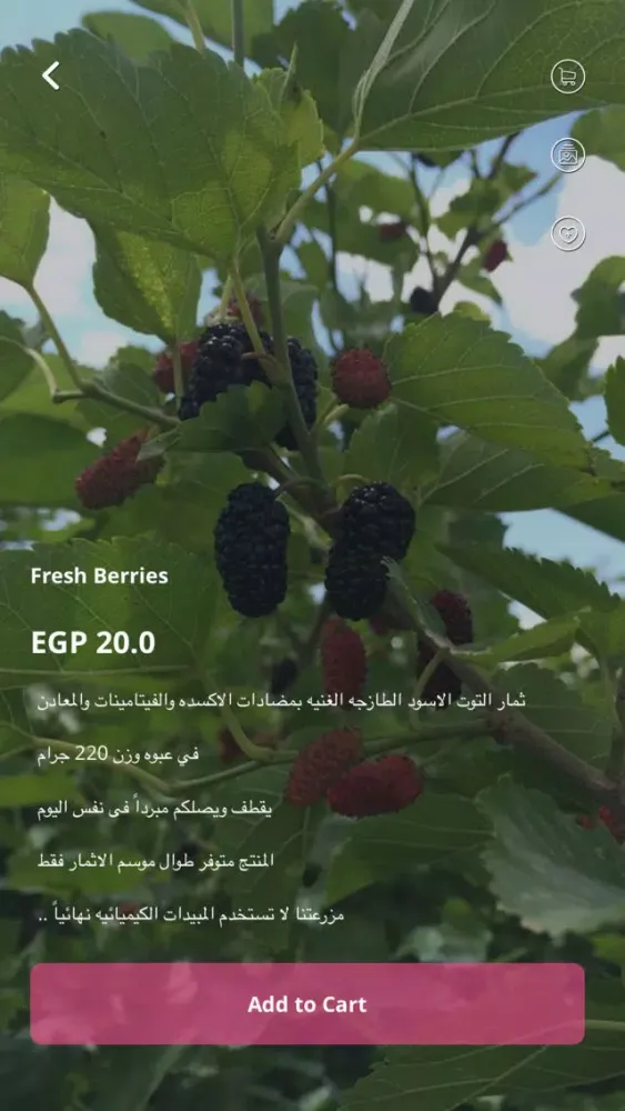 Скриншоты Isis Berry