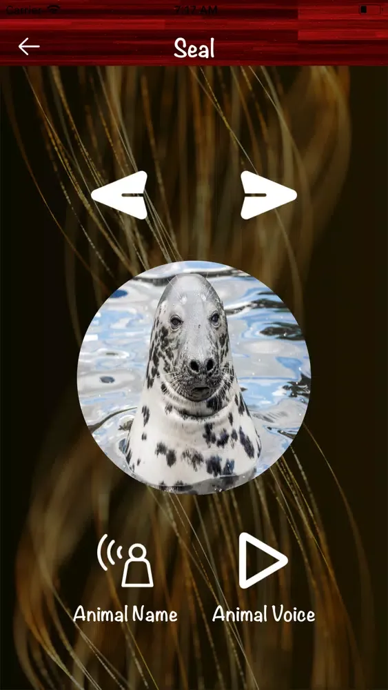 Animals Voices - Names Screenshots