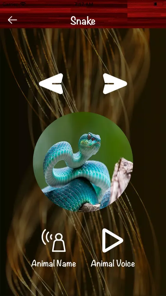 Animals Voices - Names Screenshots