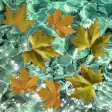 Photo Ripples - realtime live multitouch water waves/rain drops simulation effect with slideshow Photo Ripples - realtime live multitouch water waves/rain drops simulation effect with slideshow
