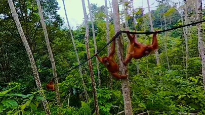 Virtual Reality Animals!應用截圖