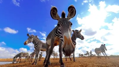Virtual Reality Animals!應用截圖