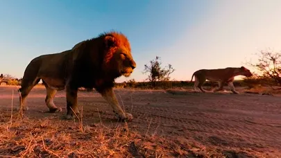 Virtual Reality Animals!應用截圖