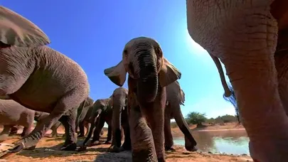 Virtual Reality Animals!應用截圖