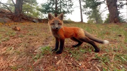 Virtual Reality Animals!應用截圖
