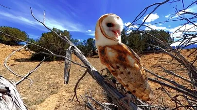 Virtual Reality Animals!應用截圖