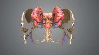 Virtual Reality Human Body! Screenshots