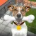 Pet Shelter - Puppy Care Games