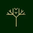 اكاسيا acacia اكاسيا acacia
